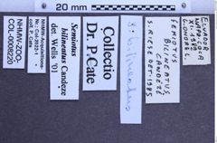 Etikette zu Semiotus bilineatus (Candèze, 1857) (NHMW-ZOO-COL-0008220)